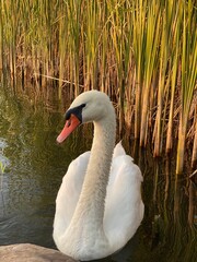 swan on the lake