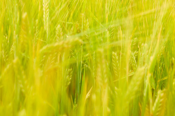 green wheat field on the farm field