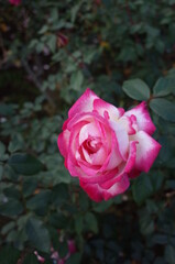 Red and White Flower of Rose 'Seika' in Full Bloom
