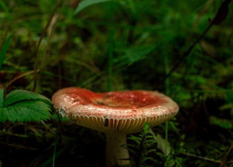 red brich leaf mushroom in green rain forest