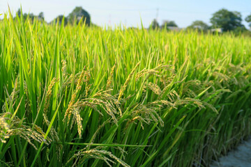 Rice stalk right before harvesting in Kasukabe, Saitama, Japan. September 21, 2020.