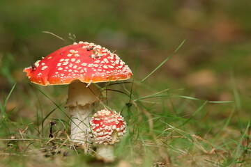 Fliegenpilz (Amanita muscaria)