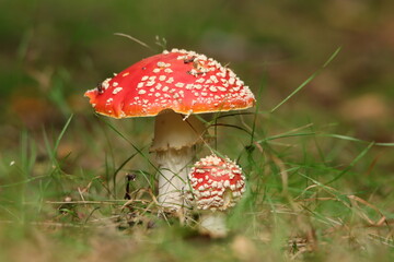 Fliegenpilz (Amanita muscaria)