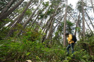Naklejka na ściany i meble Male hiker explore the pine forest