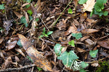 sapo común (Bufo bufo) escondido entre las hojas caídas de otoño, en Belesar Galicia España