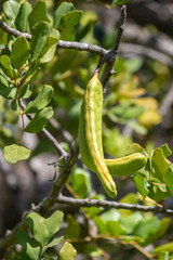 Locust bean unripe carob fruit of Ceratonia siliqua, a flowering evergreen tree native to...