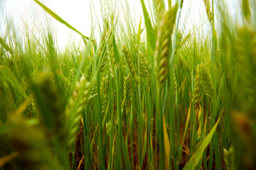 green wheat field on the farm field