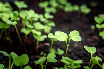 Sprouts of radish vegetables (species Raphanus raphanistrum) in fertile soil of germination tray, after 6 days seeding and nurtured in natural organic conditions.