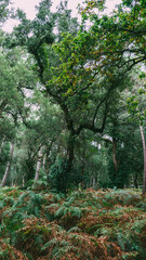 Novelle Aquitaine Wald in Südfrankreich 