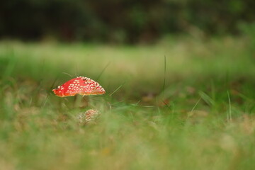 Fliegenpilz (Amanita muscaria)