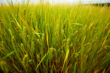 green wheat field on the farm field
