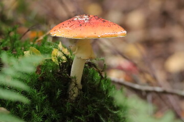 Fliegenpilz (Amanita muscaria)