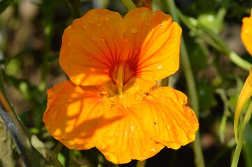 orange flower in the garden