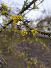 yellow leaves on a tree
