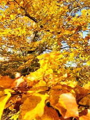 autumn in the forest
