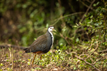 White breasted waterhen or Amaurornis phoenicurus portrait at keoladeo ghana national park or bharatpur bird sanctuary rajasthan india