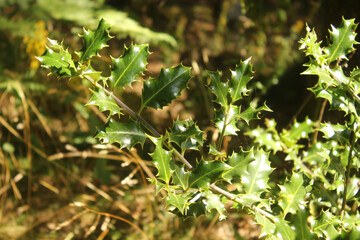 des feuilles de houx dans un sous-bois