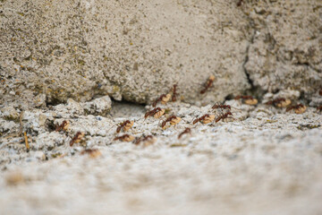 Fourmis