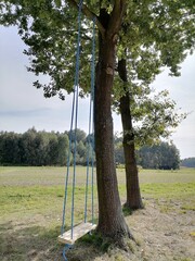 Dąb huśtawka © Mariusz