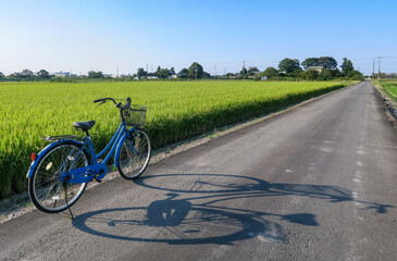 Fototapeta na wymiar A blue bicycle and rice paddy field right before harvesting in Kasukabe, Saitama, Japan. September 21, 2020.