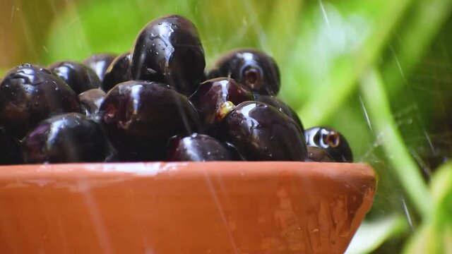 Close up of Rain water flows on fresh Indian blackberry in bowl