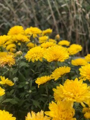 yellow flowers in the park