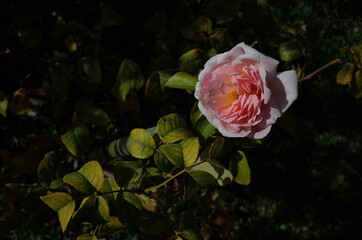 Faint Pink Flower of Rose 'Sharifa Asma' in Full Bloom
