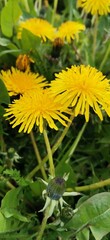 Fototapeta premium yellow dandelion flowers