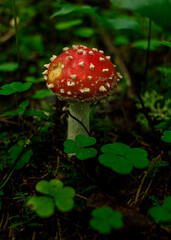 Red death cup mushroom growing in a green rain forest