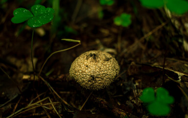 Puffball mushrooms growing in a green rain forest