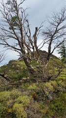 Obraz premium mountains, wood, burnt, forest