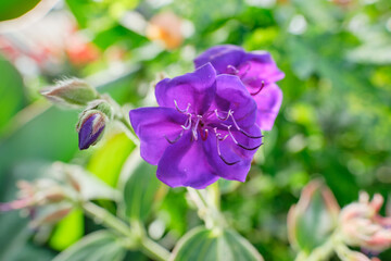 Tibouchina urvilleana, a species of flowering plant in the family Melastomataceae, native to Brazil. Clusters of brilliant purple flowers with black stamens are borne throughout summer and autumn.
