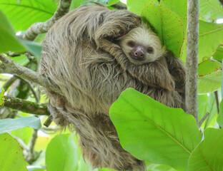 Fototapeta premium Leniwy niedźwiedź.