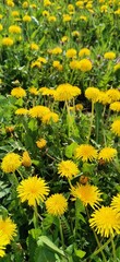 Obraz premium yellow dandelion flowers