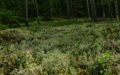 Moss covered ground in soft tree forest