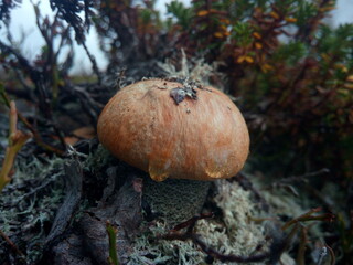pumpkin in the grass