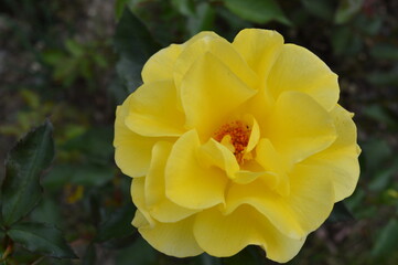 yellow flower in the garden