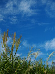 ススキと青空