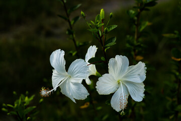 white hibiscus flowers in the garden