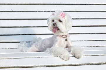 almost sharp photo. photo session of the Maltese lapdog in the park on a white bench