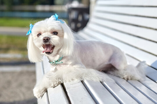 almost sharp photo. photo session of the Maltese lapdog in the park on a white bench
