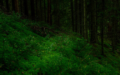 Obraz premium natural walking trail in green rain forest