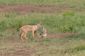Golden colored jackals playing in Tanzania
