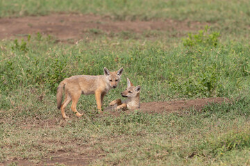Obraz premium Golden colored jackals playing in Tanzania