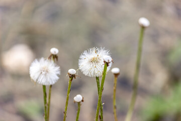 Dandelions close-up. Flower seeds. autumn.