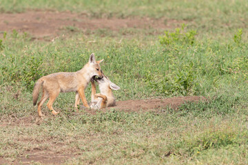 Golden colored jackals playing in Tanzania