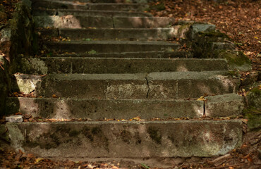 
There are steps in the park. There are large trees around. On the steps are leaves.