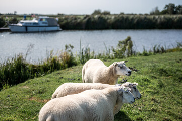 Three sheep all look to the right as a few boats pass through the ditch behind them.