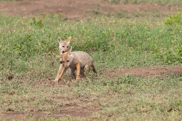 Golden colored jackals playing in Tanzania