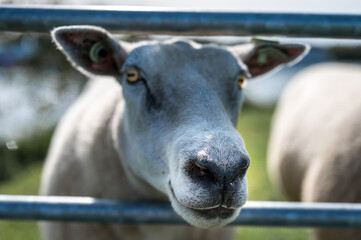 Sheep looks curiously through the bars of a fence.